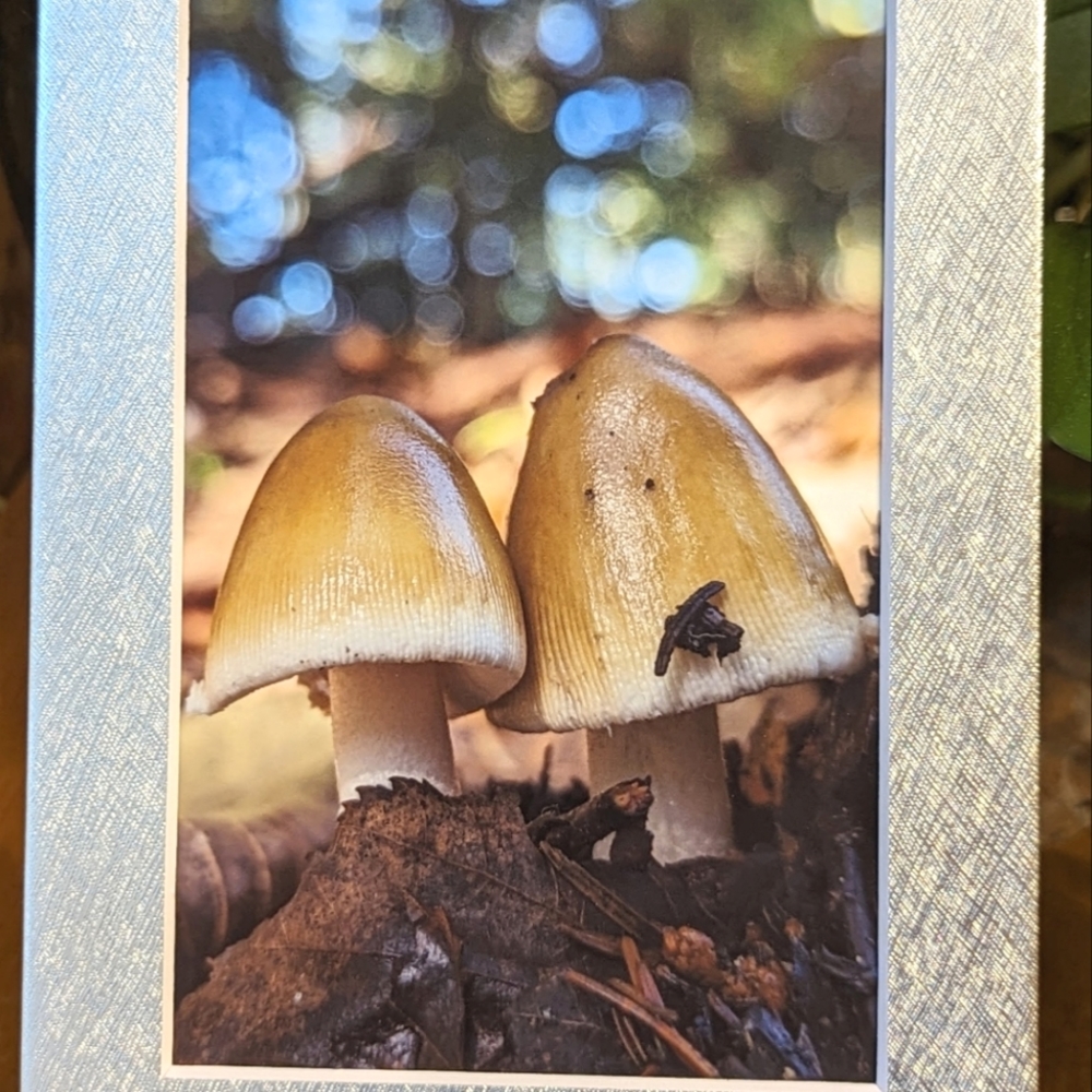 Mushroom Love Original Photography 5x7 Matted Print print